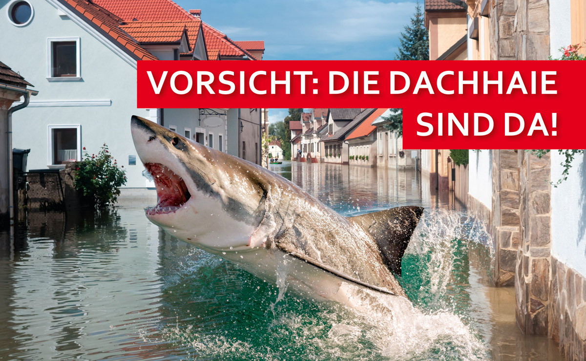 Featured image for “Dreist, dreister -Dachhaie”